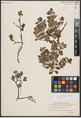 Salix bebbiana Sarg. x Salix starkeana Willd.